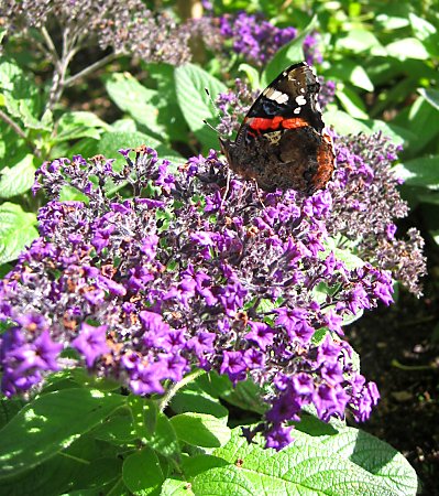 Atalanta op uitbloeiende bloemen / Red admiral on fading flowers