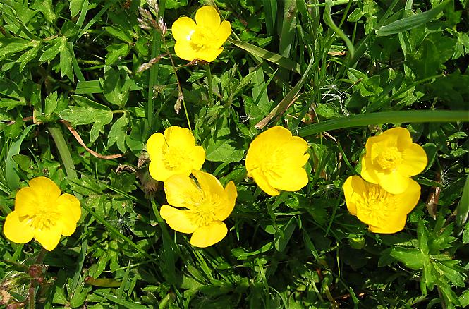 Kruipende boterbloem / Creeping buttercup (Ranunculus repens)