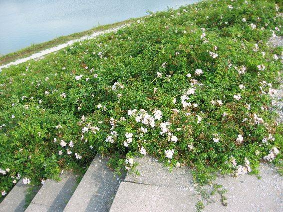 witte enkele roosjes op uitzichtheuvel / white single roses on a belvedere hill