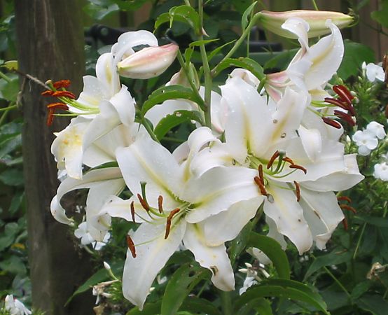 Witte lelies in tuin / White lilies in a garden
