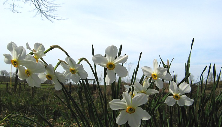 dichternarcissen, iets later dan andere / Poet's Narcissus, later in flower than others