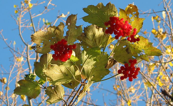 bessen aan Gelderse roos (Viburnum opulus) in de herfst / Guelder rose berries in autumn