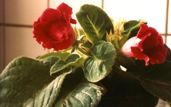 Rode Gloxinia in pot / Red Gloxinia in a pot