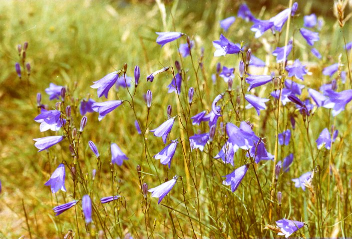 Grasklokje / Bluebell/Harebell (Campanula rotundifolia)