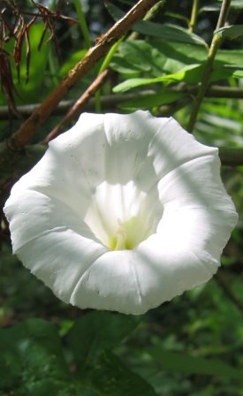 Haagwinde in recreatiegebied Groene Ster / Hedgebells (Calystegia sepium)