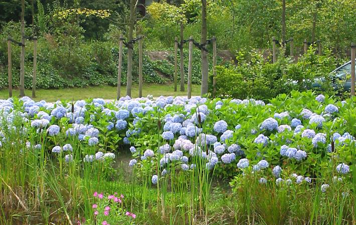 Blauwe Hortensia's op parkeerterrein Bos van Ypey / Blue Hydrangeas in our local park