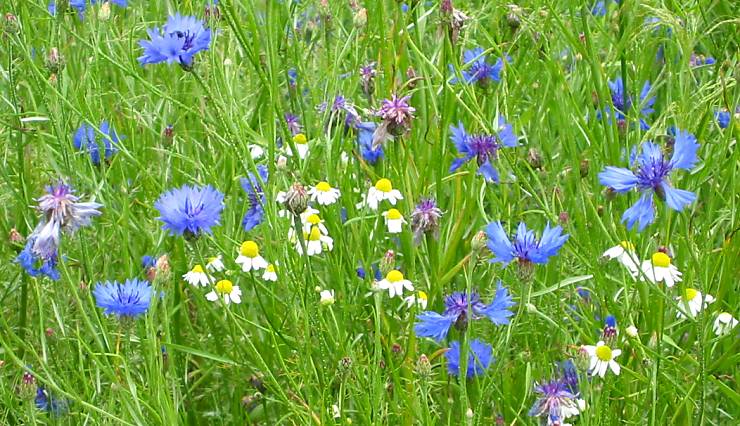 korenbloemen en kamille in de Ryptsjerker polder, zomer 2006 / cornflowers in a meadow