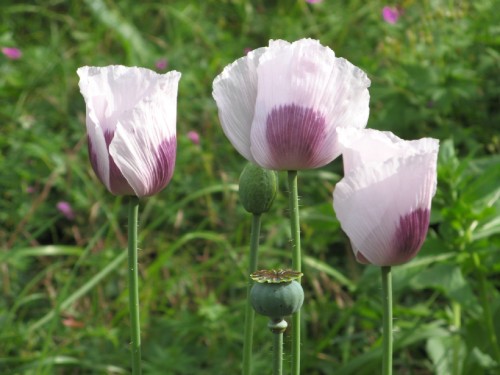 Opium papaver - Papaver somniferum - Opium poppy