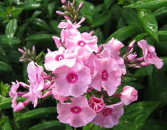 Phlox, roze met donker hartje / Pink Phlox with a darker centre