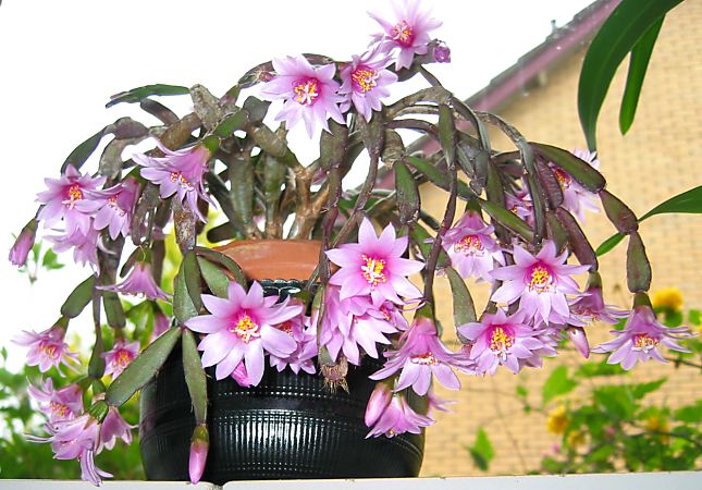 Paascactus met bijzondere kleuren - Rhipsalidopsis rosea - Easter cactus