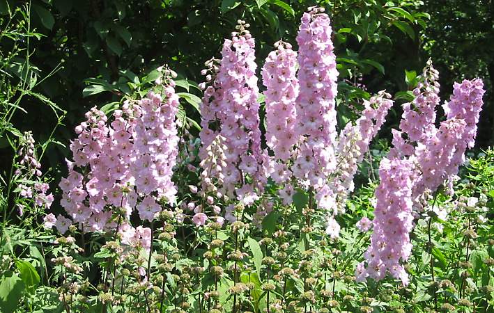 roze riddersporen, minder algemeen dan blauwe / pink Delphinium, not as common as blue