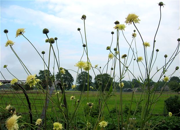 gekweekte scabiosa, geel i.p.v. lila / cultivated yellow scabious