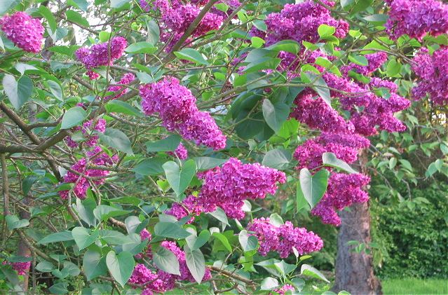 gekweekte purperen sering / purple lilac cultivar