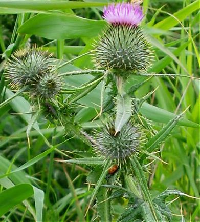 Speerdistel / Bull thistle - Cirsium vulgare