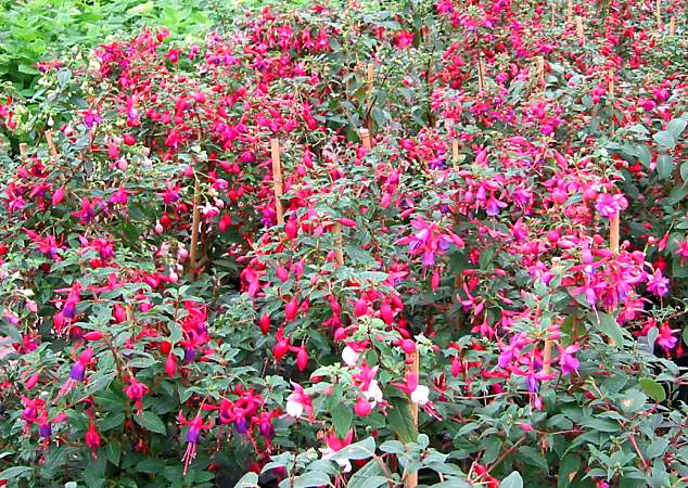 verschillende stamfuchsia's in tuincentrum / several fuchsia standards in a gardencentre