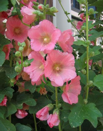 roze stokroos / pink Hollyhock (Leeuwarden)