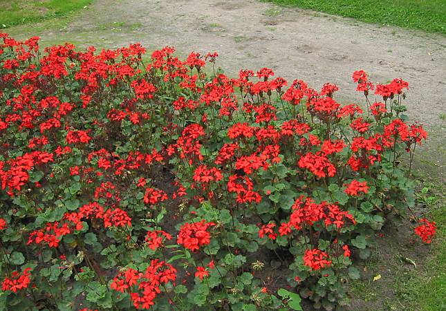 Veldje rode geraniums in park / a group of red geraniums in a park