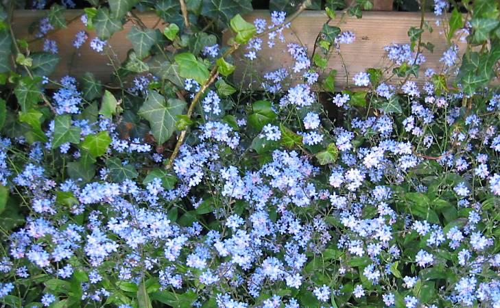 Weelde aan vergeetmenietjes - 17-5-2005 - A sea of forget-me-nots