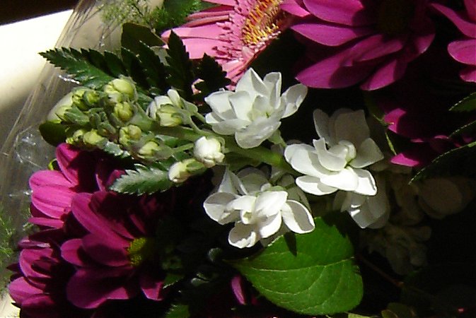 violier als onderdeel van een boeket / Gillyflower in a bouquet