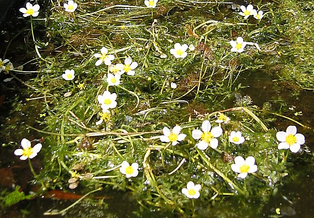 Waterranonkel / Common Water-crowfoot (Ranunculus aquatilis)