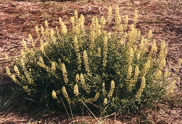 Pol wilde reseda in duingebied / Clump of wild mignonette in the dunes