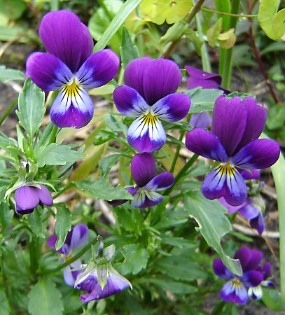 door terugval verkleinde gekweekte viooltjes / cultivated pansies small by degeneration