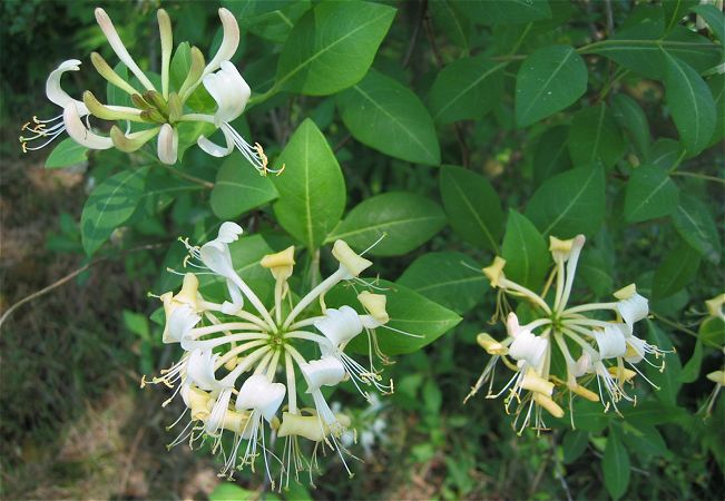 Wilde kamperfoelie - Lonicera periclymenum - Wild honeysuckle