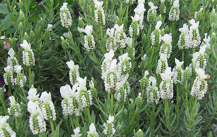 Lavandula stoechas ssp. stoechas 'Alba' - witte kuiflavendel - Italian lavender