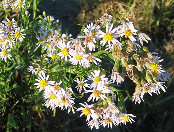 Zeeaster of zulte - Aster tripolium - Sea-aster