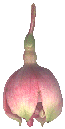 bud of 'Southgate'