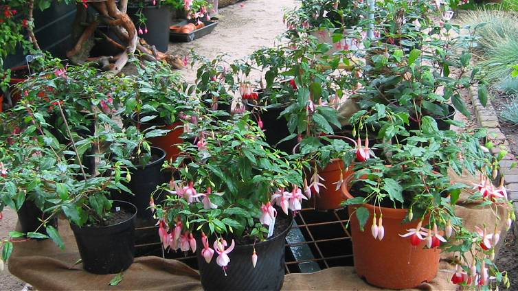 'Miss California' & 'Temptation', wedstrijdplanten / contestplants 2006