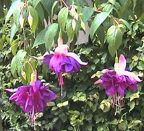 'Deep Purple'