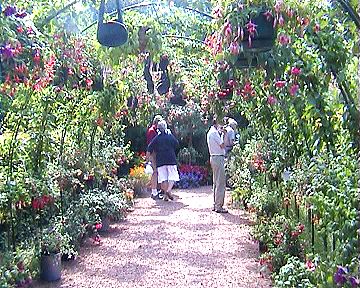 pergola met vele hangfuchsia's / pergola with trailing fuchsias