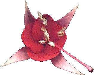 rijpe bloem, ± 2½ x vergroot / ripe flower, ± 2½ x enlarged