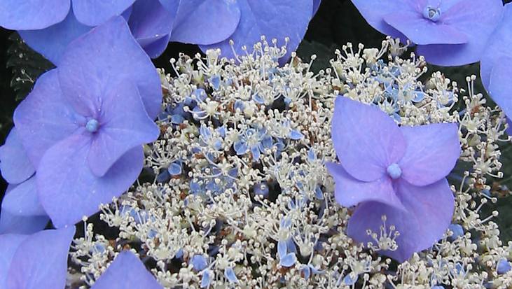 blauwe hortensia