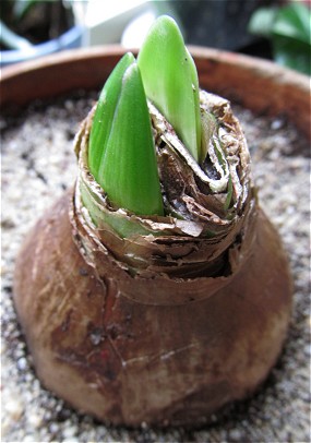 atleet geest omverwerping Amaryllis (Hippeastrum)