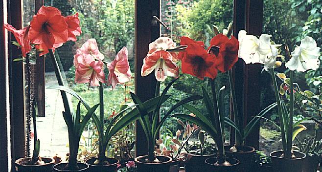 atleet geest omverwerping Amaryllis (Hippeastrum)