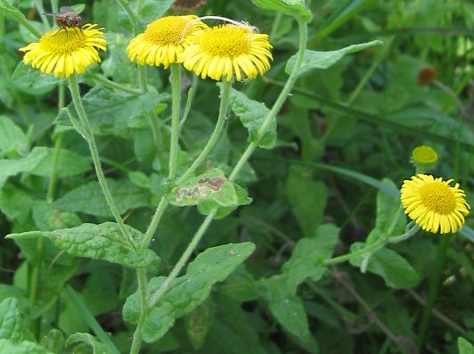 Heelblaadjes, bloeistengels / Fleabane, flowering stems