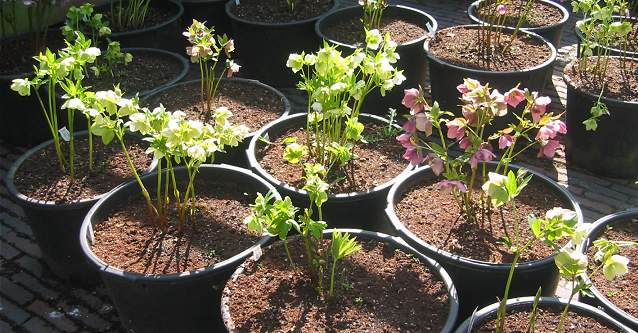 diverse Helleborus-hybriden in verschillende kleuren

various Hellebore-hybrids in different colours