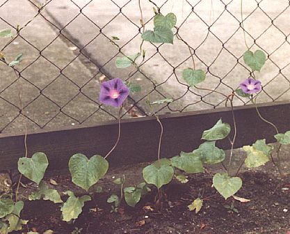 jonge plantjes in 't voorjaar / young plants in spring