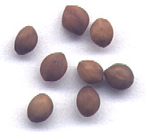zaden 4 x vergroot / seeds 4 x enlarged