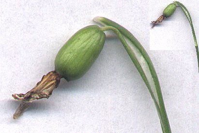 4 x vergroot/enlarged