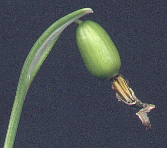 4 x vergroot/enlarged