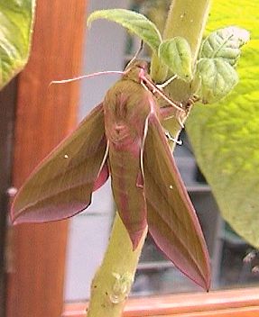 perfect Hawkmoth