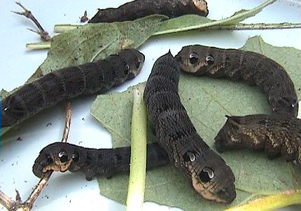 de 'slangenkuil'