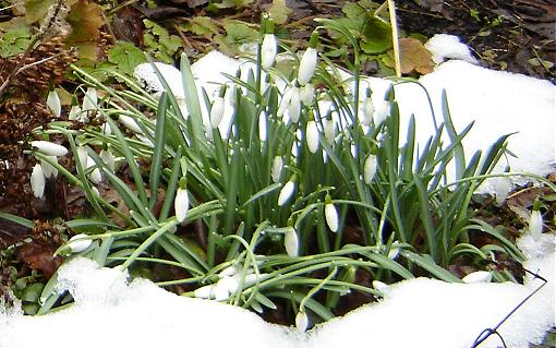 ...en toch overwint de lente